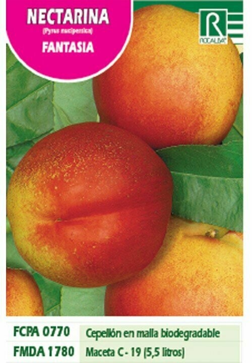 FRUTALES NECTARINA FANTASIA -rojo sobre amarillo-