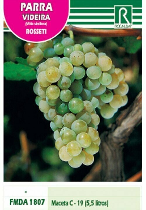 FRUTALES PARRA ROSSETI -DORADO OVALADO-