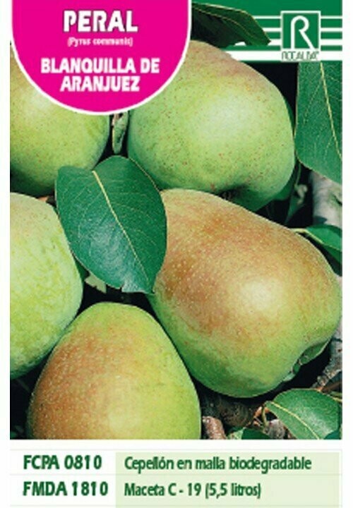 FRUTALES PERAL BLANQUILLA DE ARANJUEZ -verde-