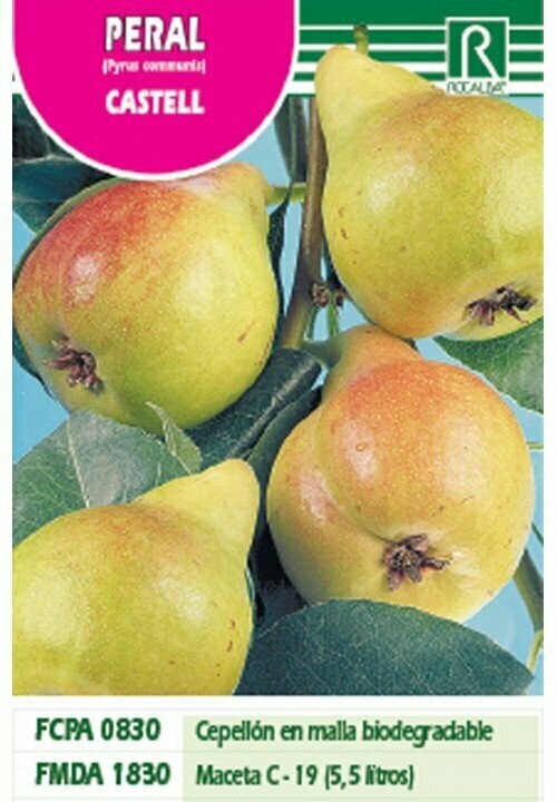 FRUTALES PERAL CASTELL (DE SAN JUAN) -amarillo veRDOSO-