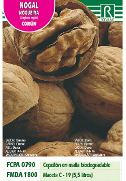 FRUTALES NOGAL JUNGLANS REGIA -marrÓn claro-