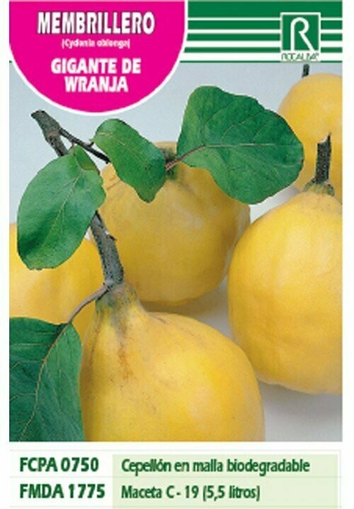 FRUTALES MEMBRILLERO GIGANTE DE WRANJA -amarillo-