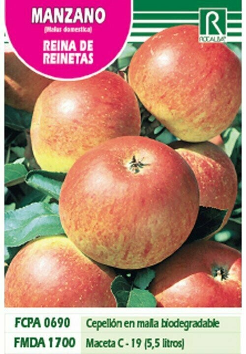 FRUTALES MANZANO REINA DE REINETAS -amarillo estrIADO-