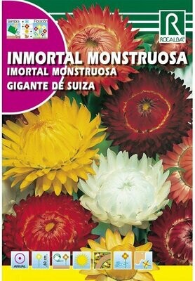 FLORES INMORTAL MONSTRUOSA GEANTE