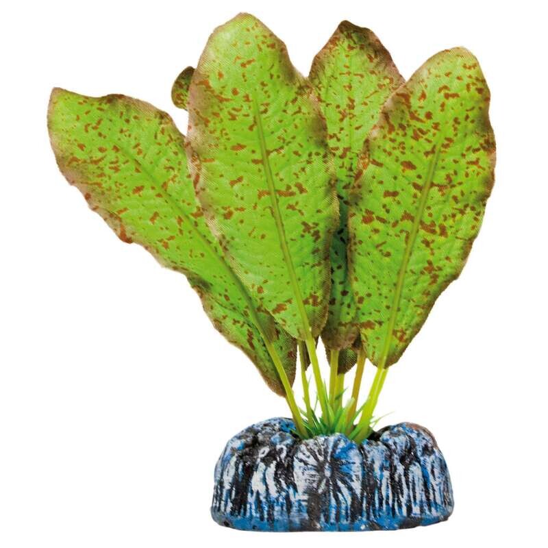 Echinodorus moteado de AQUATIC PLANTS (SEDA)