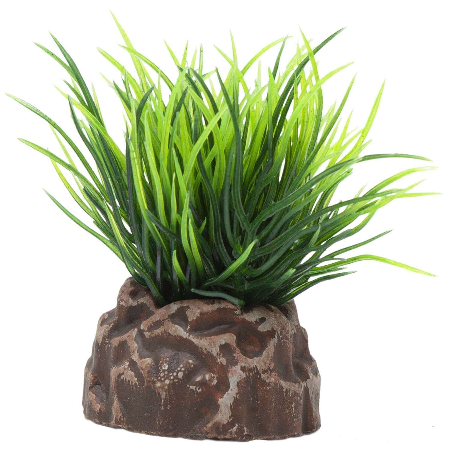Planta 'MAGIC PLANTS' 5 cm