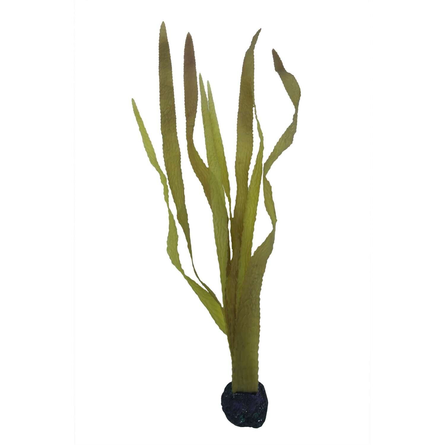 Kelp alga marina de ICA 60 cm