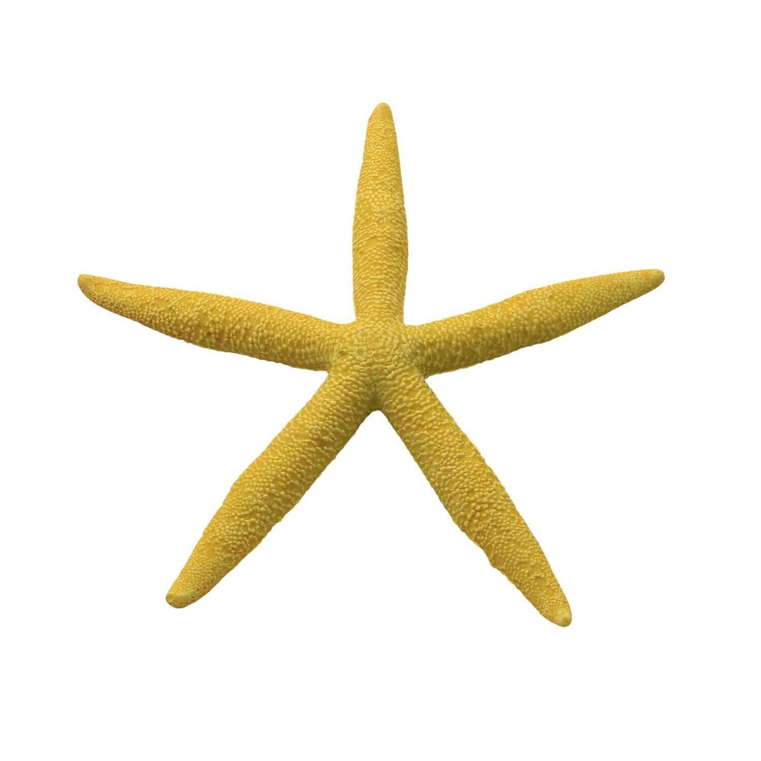 Estrellas de mar de ICA 15,5 cm