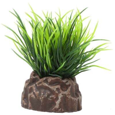 Planta 'MAGIC PLANTS' 5 cm