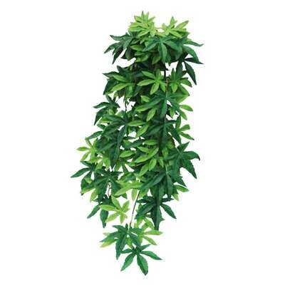 Abutilon verde de ICA 60 cm