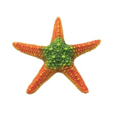 Estrellas de mar de ICA 18,5 cm