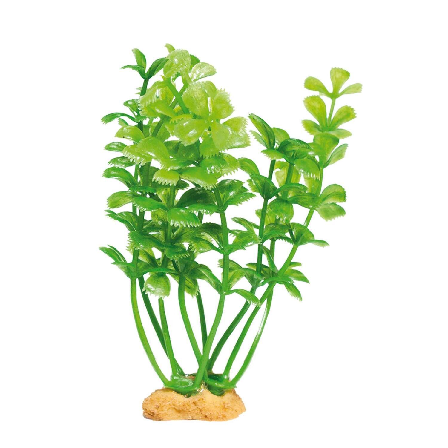 Planta 'MAGIC PLANTS'
