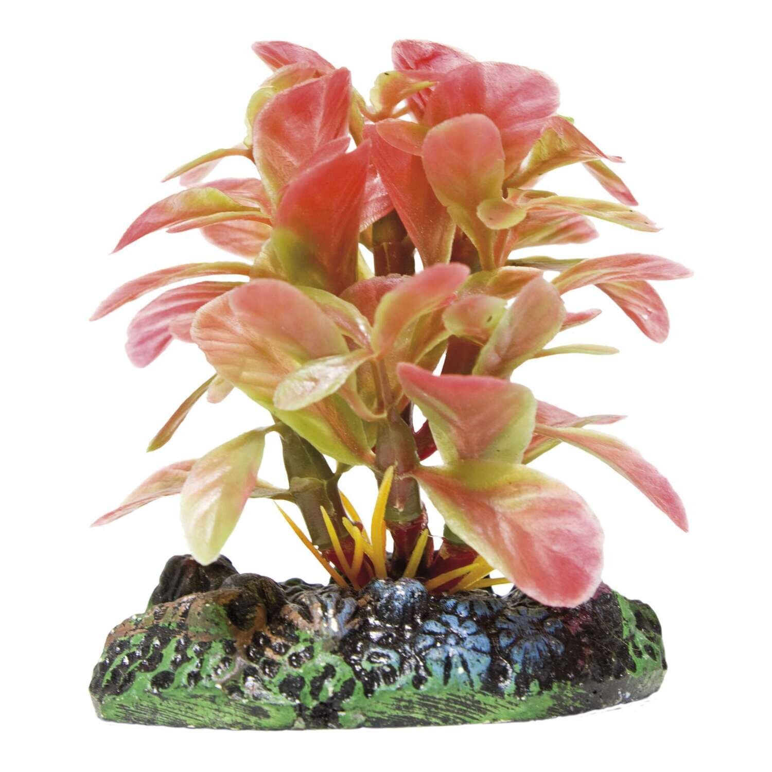 Hidrocotile con c�sped de AQUATIC PLANTS (PL�STICO) 11,5x14 cm