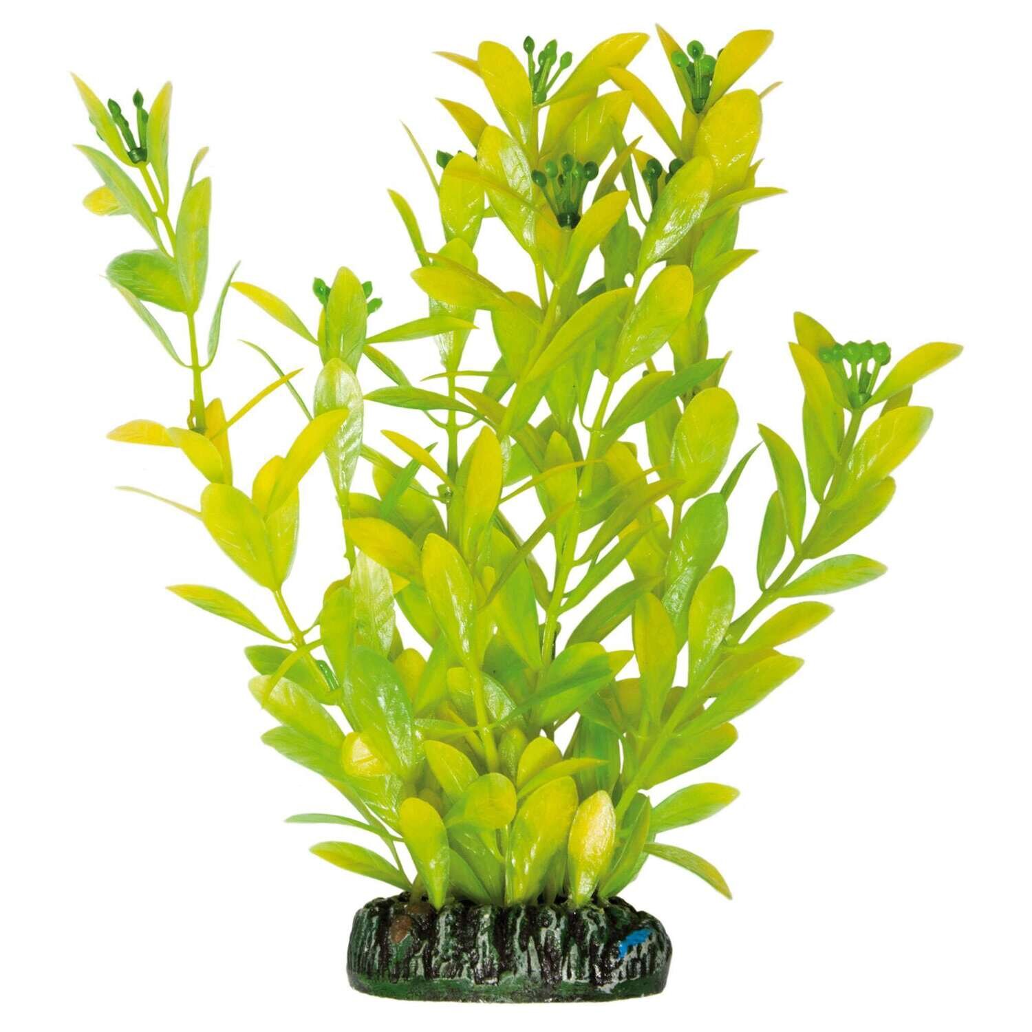 Hygrophila polysperma de AQUATIC PLANTS (PL�STICO) 20,5 cm