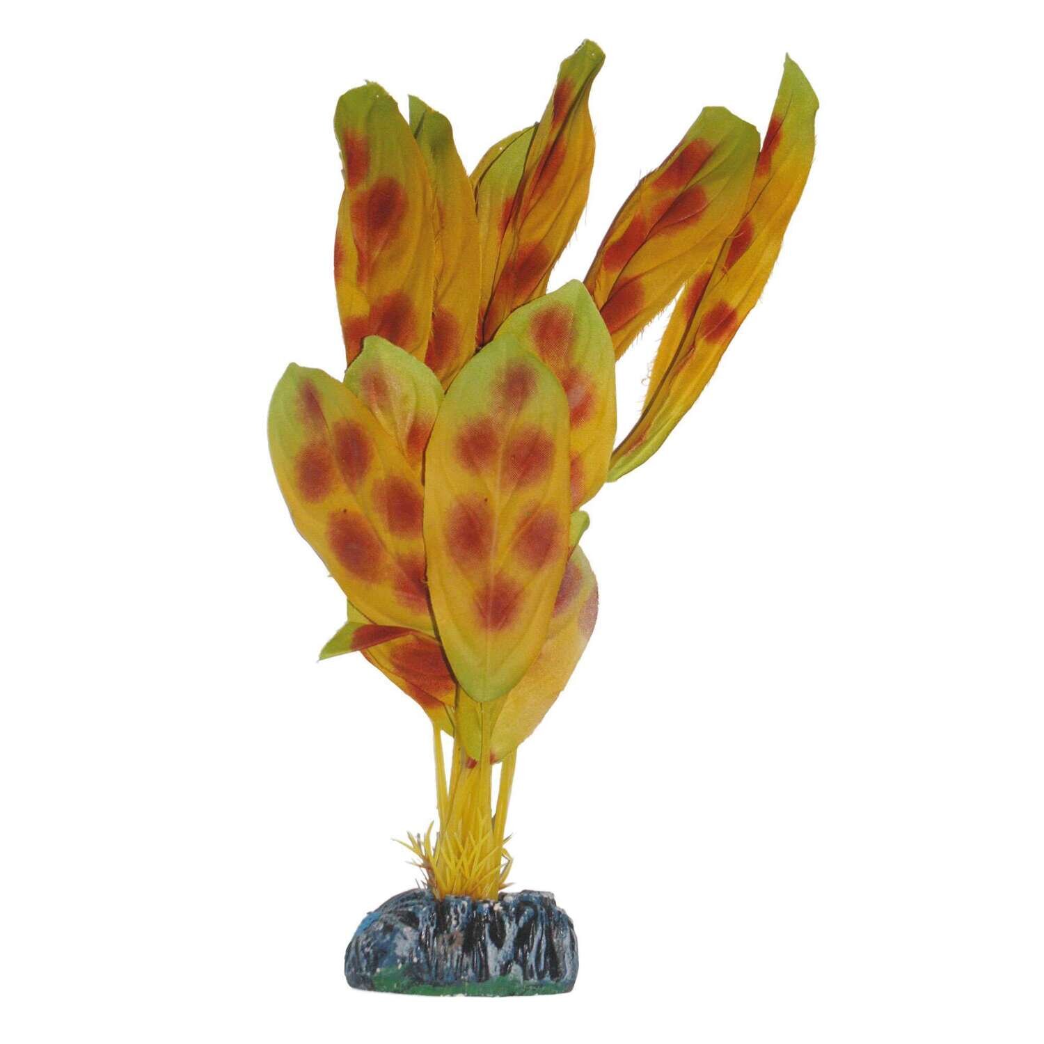 Anubias moteada de AQUATIC PLANTS (SEDA) 30 cm