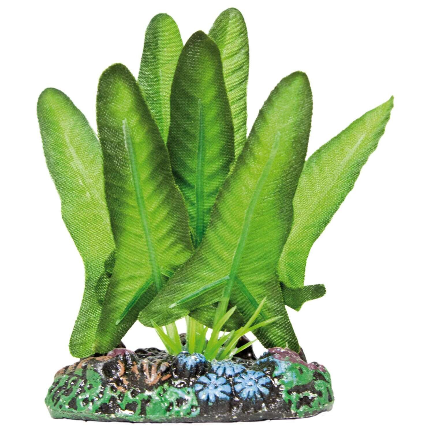 Syngonium de AQUATIC PLANTS (SEDA) 7 cm