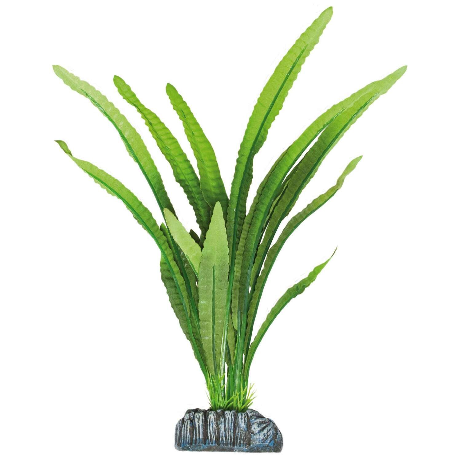 Echinodorus magdalenensis de AQUATIC PLANTS (SEDA) 30,5 cm