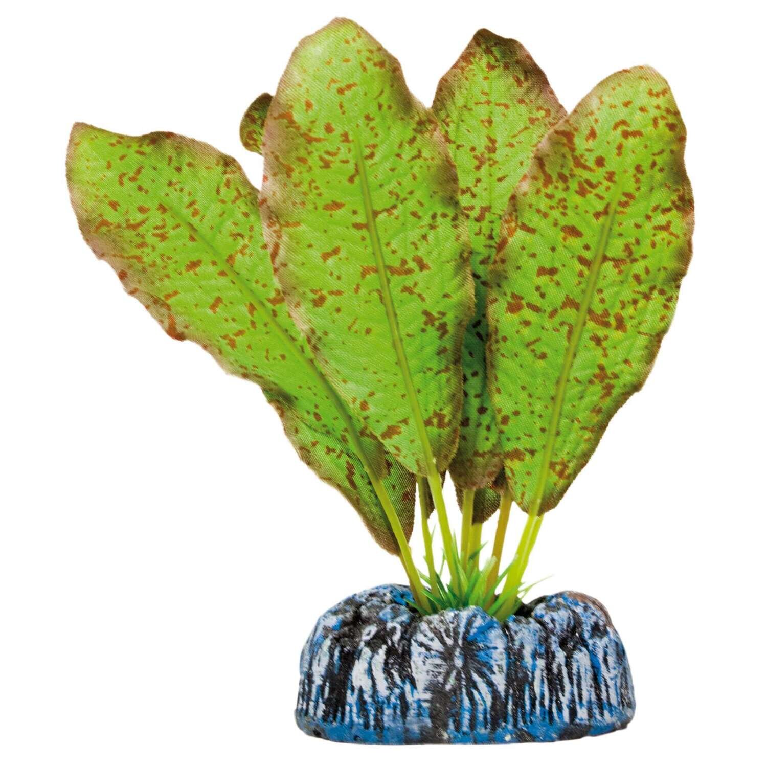 Echinodorus moteado de AQUATIC PLANTS (SEDA) 11 cm