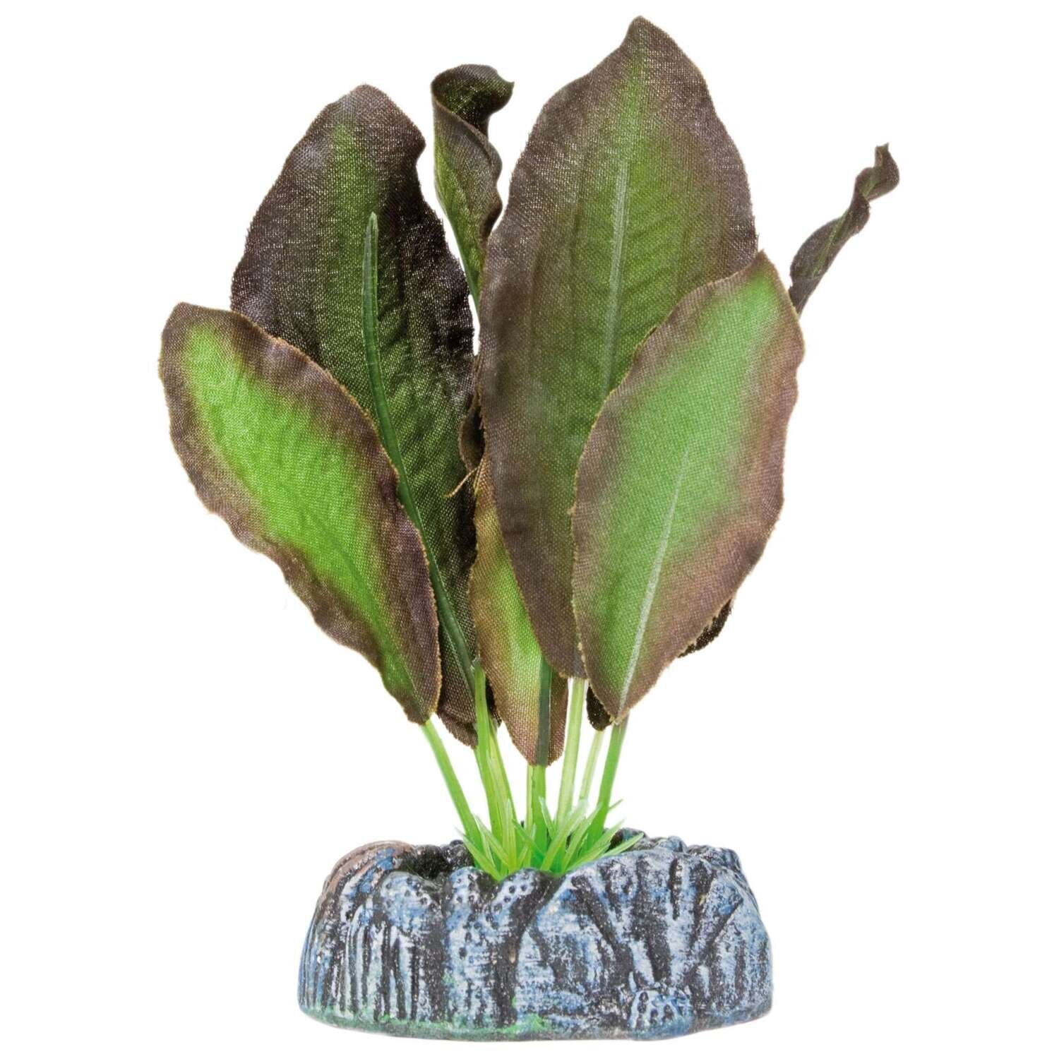 Echinodorus de AQUATIC PLANTS (SEDA) 11 cm