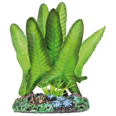 Syngonium de AQUATIC PLANTS (SEDA) 7 cm