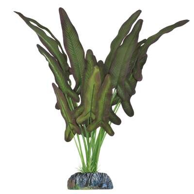 Syngonium de AQUATIC PLANTS (SEDA) 38 cm