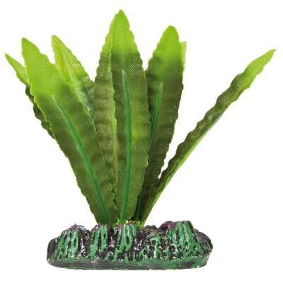 Aponogeton de AQUATIC PLANTS (SEDA) 8 cm