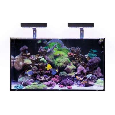 Acuario marino KORAL 80x35x45 cm