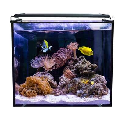 Acuario marino AQUA OCEAN Hydra 60x60x50 cm