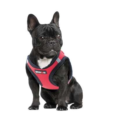 Arn�s NEO rojo de XT-DOG 40,6 cm
