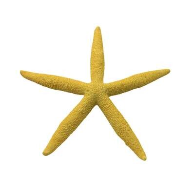 Estrellas de mar de ICA 15,5 cm
