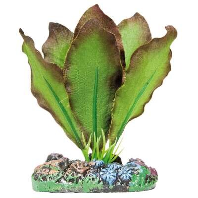 Anubias de AQUATIC PLANTS (SEDA) 7 cm