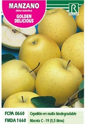 FRUTALES MANZANO GOLDEN DELICIOUS -verde amarilleNTO- FRUTALES MANZANO GOLDEN DELICIOUS -verde amarilleNTO-