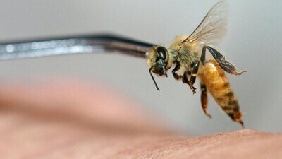 Tratamientos para las abejas