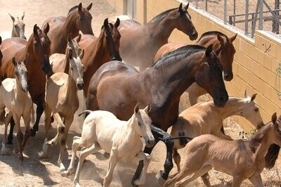 Caballos