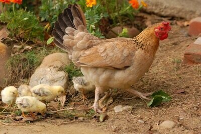 Gallinas