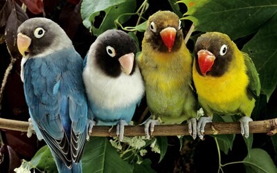Aves