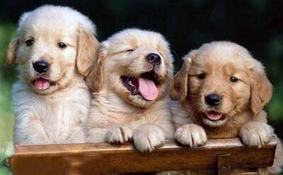 Perros