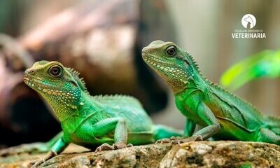 Reptiles