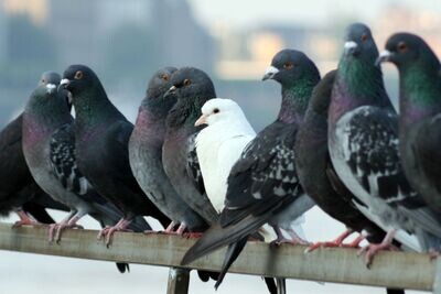 Palomas