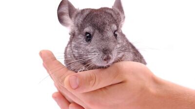 Chinchillas