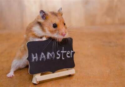 Hamters