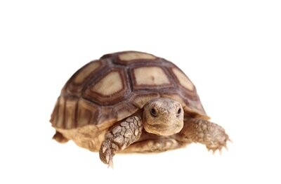 Tortugas