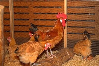 Gallos