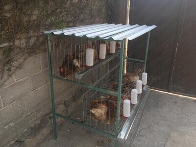 Jaulas para gallinas
