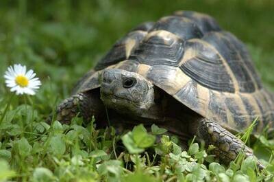 Comida para tortugas