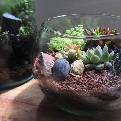 Productos de terrario