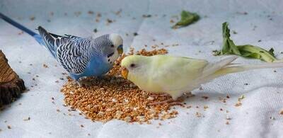 Alimentacion