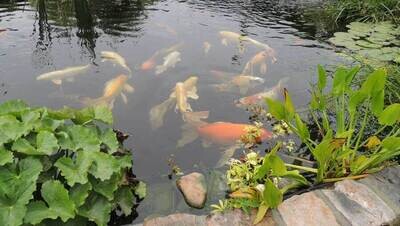 Alimentar a los peces de estanque