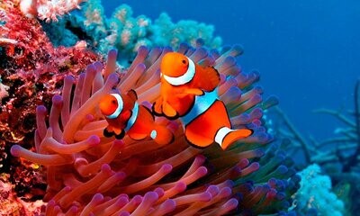 Técnica para acuarios de agua salada