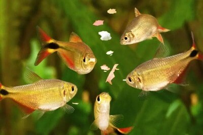 Alimentar a los peces de agua dulce